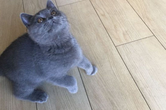 养蓝猫缺点