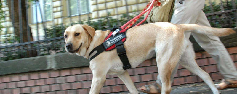 导盲犬老了以后怎么办