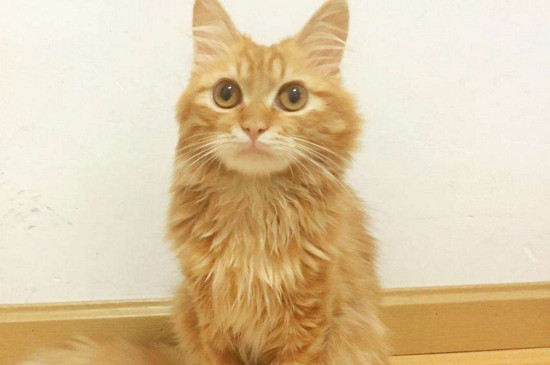 猫一个蛋能配种吗