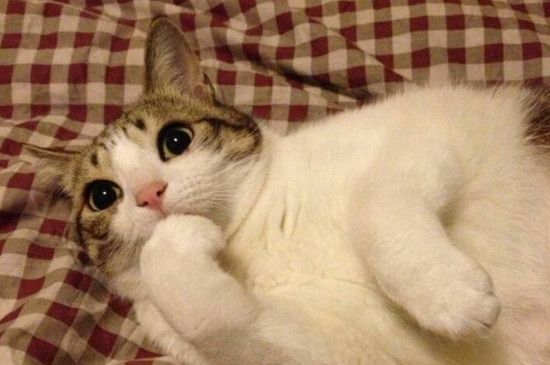 猫猫为什么喜欢和人睡，和猫咪一起睡注意事项
