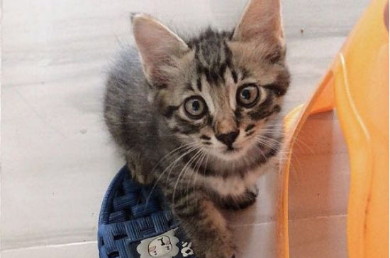 猫惊吓过度会导致什么