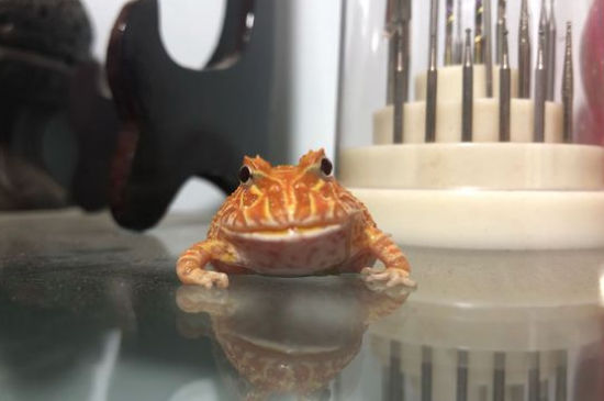 角蛙消化不良的症状