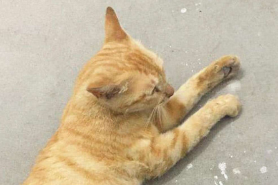 猫怀孕十天前的症状