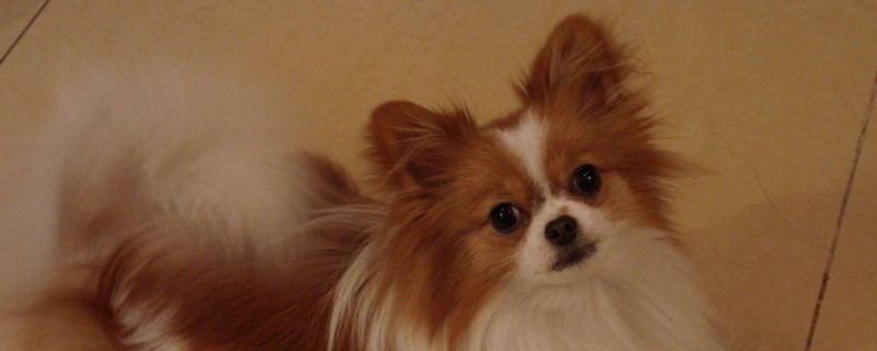 十个不养蝴蝶犬的理由