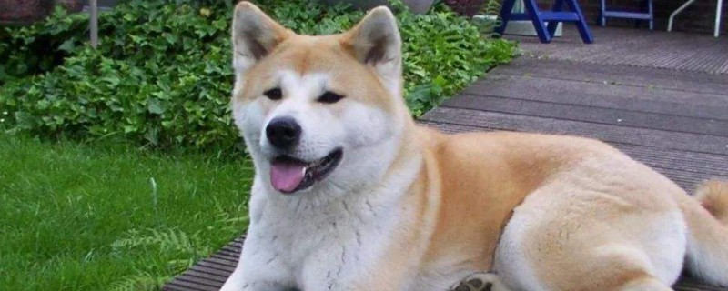 秋田多大开始认主人
