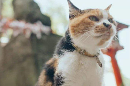 猫咪可以喝蜂蜜水吗
