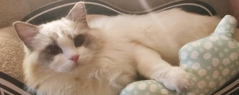 小猫咬人的时候蹬腿