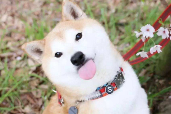狗狗一直吐舌头喘粗气