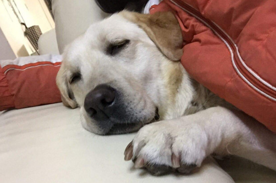 拉布拉多犬咳嗽怎么办