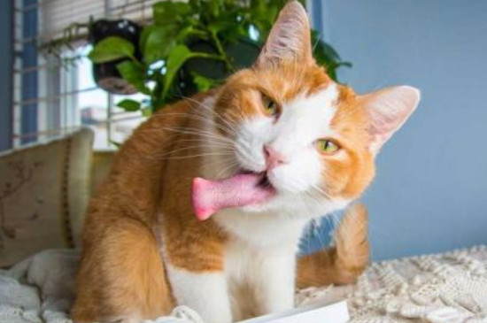 猫咪突然兴奋满屋子跑