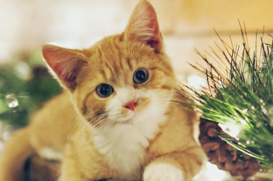 流浪猫怎么养成宠物猫