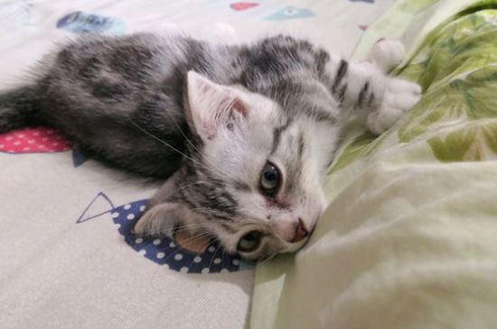 猫咪被打后怎么安抚