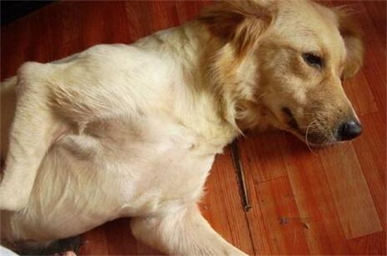 犬瘟热症状，体温升高全身抽搐还会严重腹泻