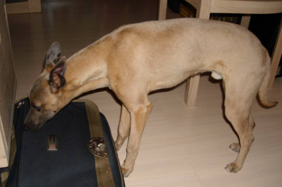 猎犬几个月会起猎性