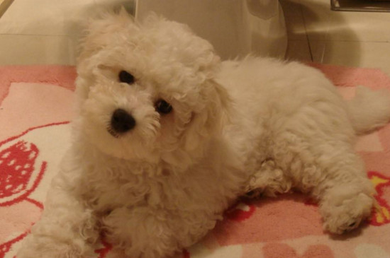 比熊幼犬怎么喂养