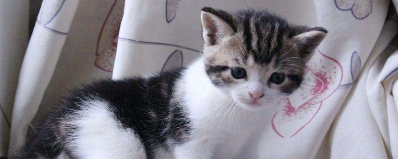 养2个月小猫攻略