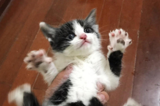 奶牛猫粘人吗