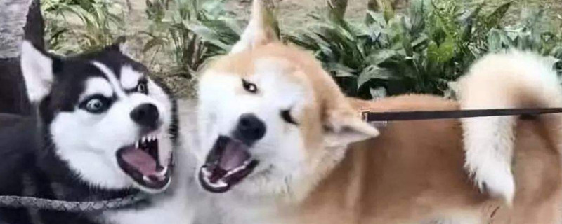 柴犬为什么总是打架