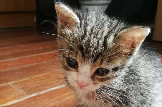 猫一般能活多久