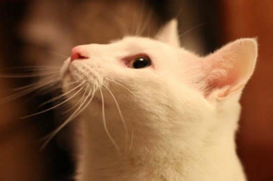 猫耳朵里有白色虫子