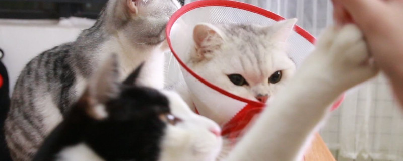 旧猫打新猫怎么解决
