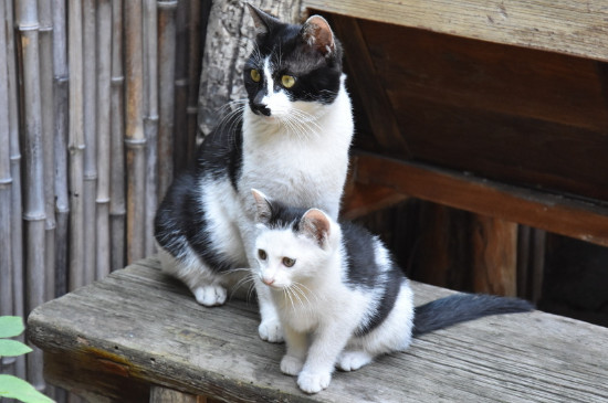 小猫猫藓初期症状