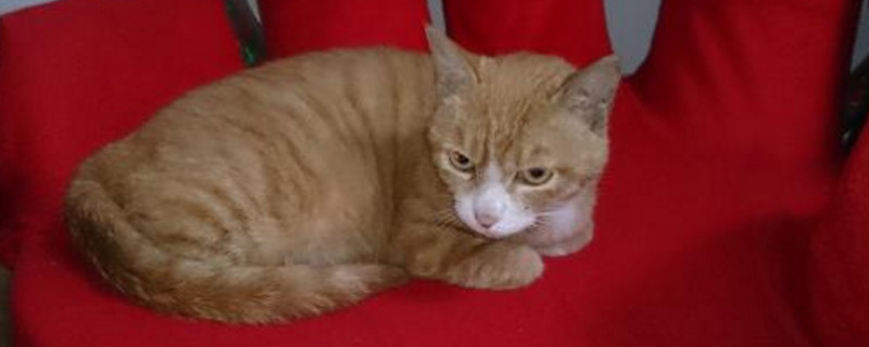 猫咪身上有毛怕冷吗