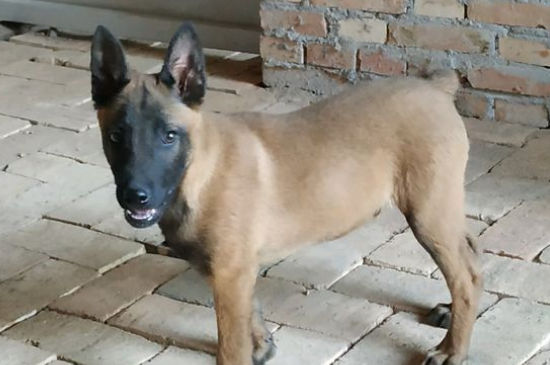 为什么马犬不合适家养