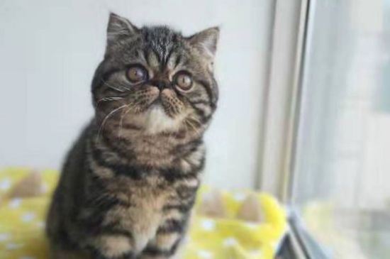 为什么不建议养加菲猫