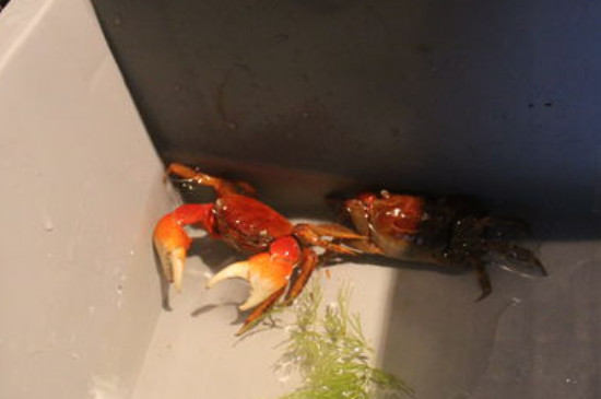 相手蟹可以深水养吗