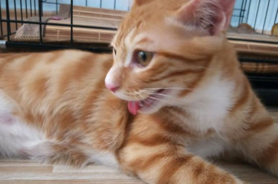 橘猫为什么总爱叫
