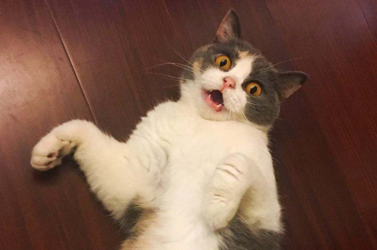养猫臭吗