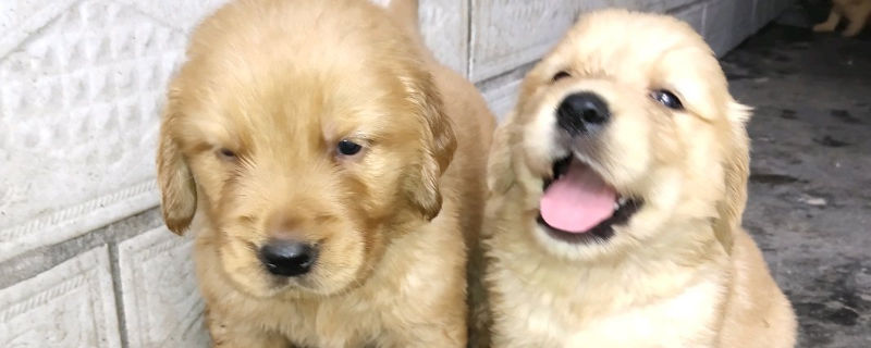 狗狗吃了桃子核怎么办