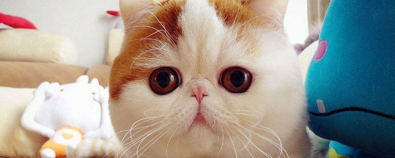 加菲猫几个月发腮