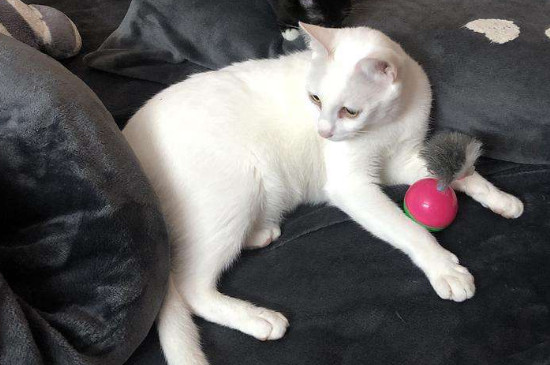 猫咪乱尿怎么教育