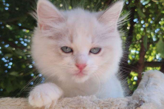 怎样培养猫温顺的性格,怎样把小猫的性格养好