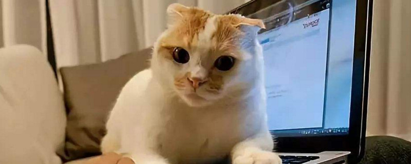 两个月的猫可以吃鸡胸肉吗