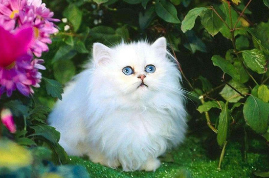 猫吐了白色黏液,没精神