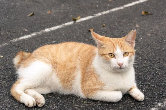 猫咪爱扑腿咬人