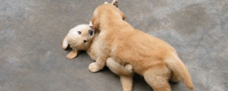 两个月幼犬吃多少狗粮