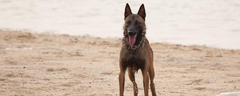 马犬几个月立耳