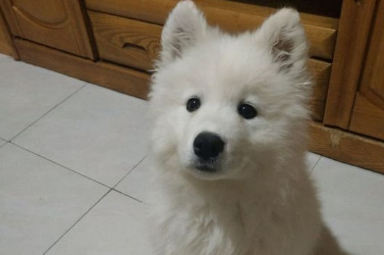 狗狗吃了甘蔗有事吗