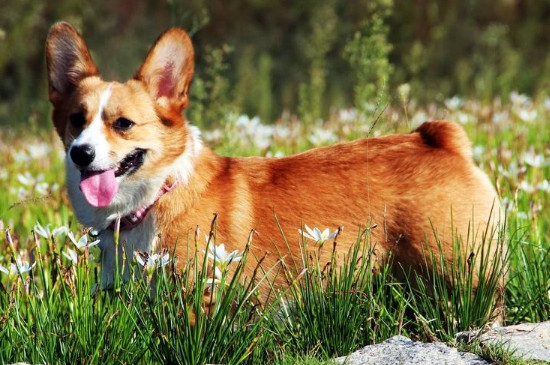 柯基犬适合家里养吗