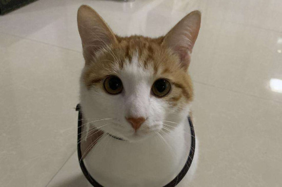 怎么喂猫吃药