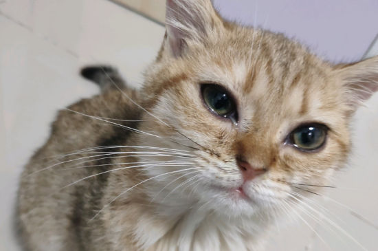 养猫可以在家熏艾灸吗