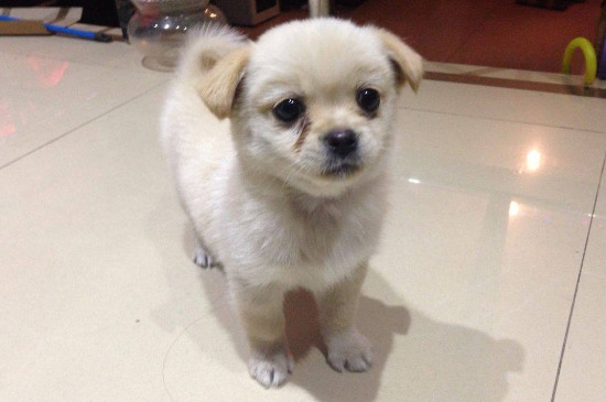 狗狗腿发抖