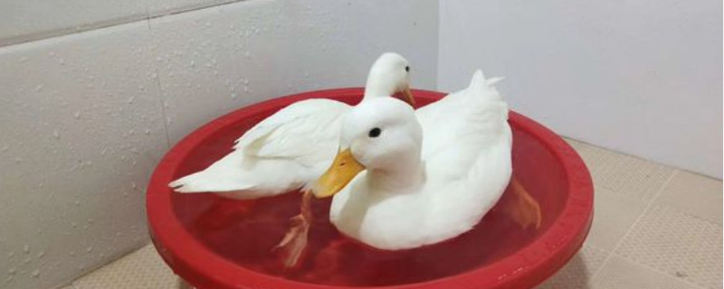 养柯尔鸭要注意什么