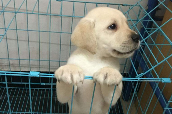 拉布拉多腿瘸怎么回事