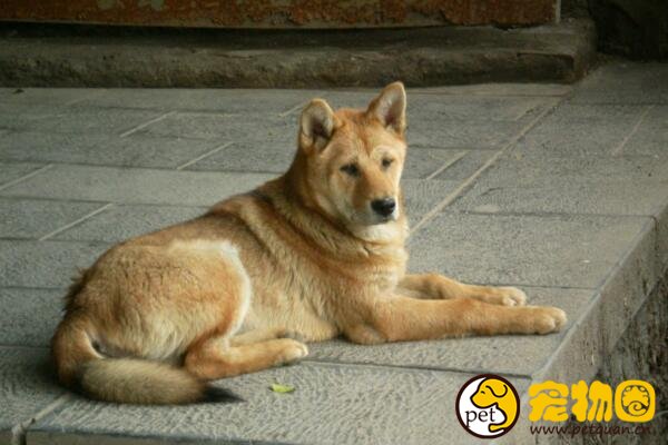 中华田园犬是最笨的狗吗，不听指令的原因是人类的冷漠