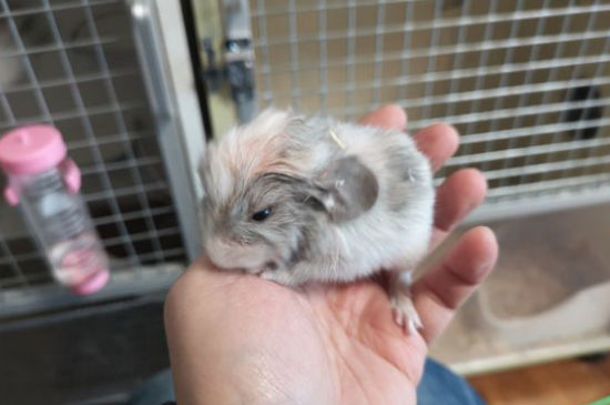 龙猫是鼠类为什么叫猫